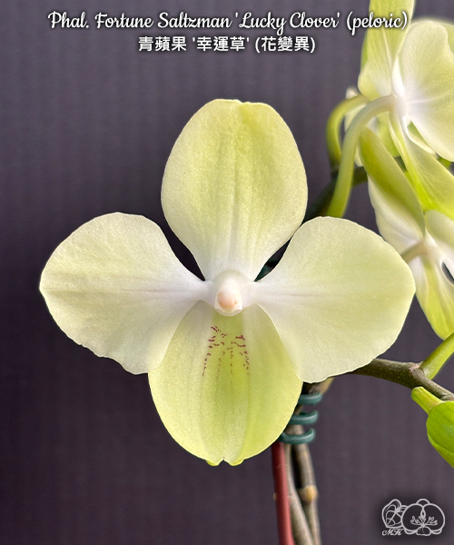 美琪園藝Miki Orchid - 品種詳細頁